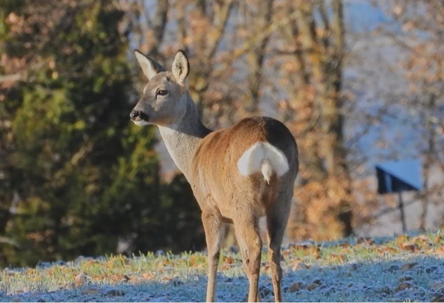 Ejemplar de corzo en plena naturaleza.