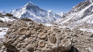 Fósiles marinos en el Everest. (Representación)