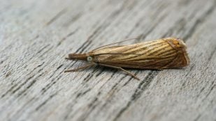 truco eliminar polillas