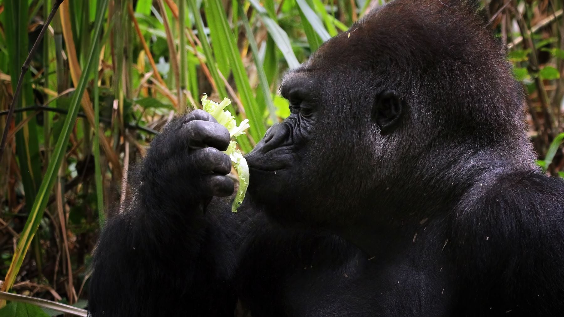 Un fósil de hace 17 millones de años reescribe la historia de la evolución: cambia lo que sabíamos hasta ahora