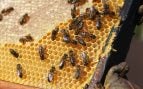 Detectan pesticidas en las abejas de México, problema abejas en México con bioquímicos, la cera del panal de la abeja acumula pesticidas, problema plaguicidas en panal de abejas.