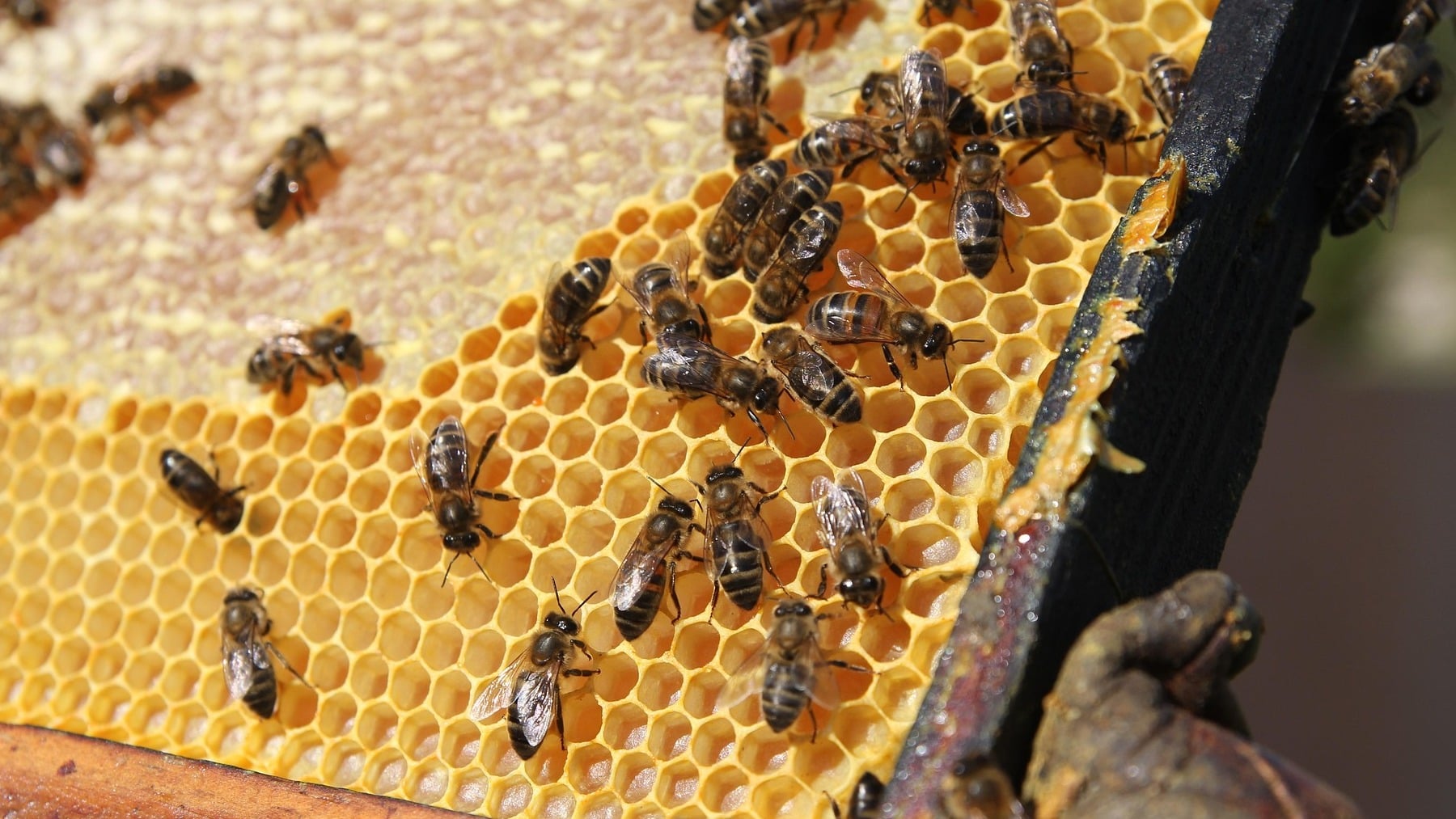 Los apicultores mexicanos claman al cielo y avisan seriamente: detectan pesticidas en la miel y cera de las abejas