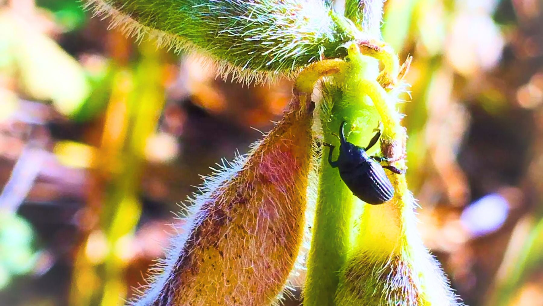 Los agricultores están en jaque: confirmado el avance de la plaga de picudo negro en los cultivos de soja