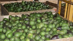 Australia usa un escáner para predecir madurez del aguacate, escáner de aguacates revoluciona la industria frutícola, aguacates maduros, cómo saber madurez del aguacate.