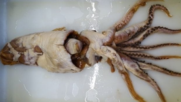 Calamar, animales, especie, descubrimiento