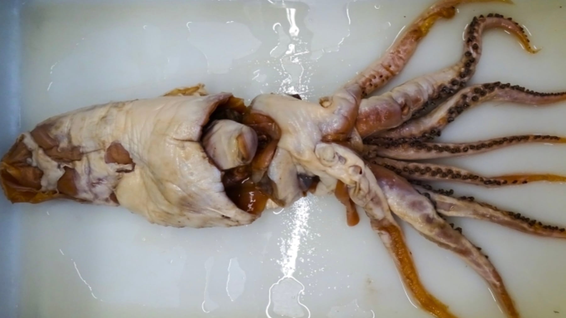 La ciencia española descubre que un extraño calamar capturado por un cachalote hace 70 años es una nueva especie