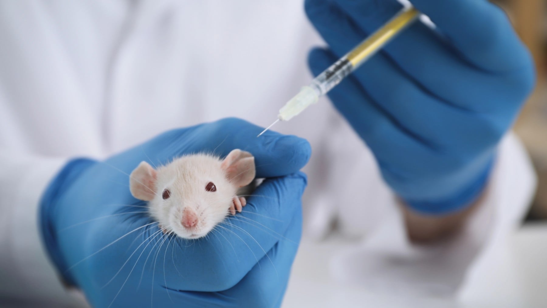 Europa reabre el debate sobre sustituir animales por datos virtuales en los ensayos clínicos