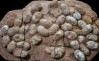 huevos mesozoicos