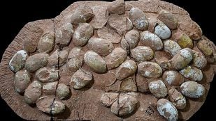 huevos mesozoicos