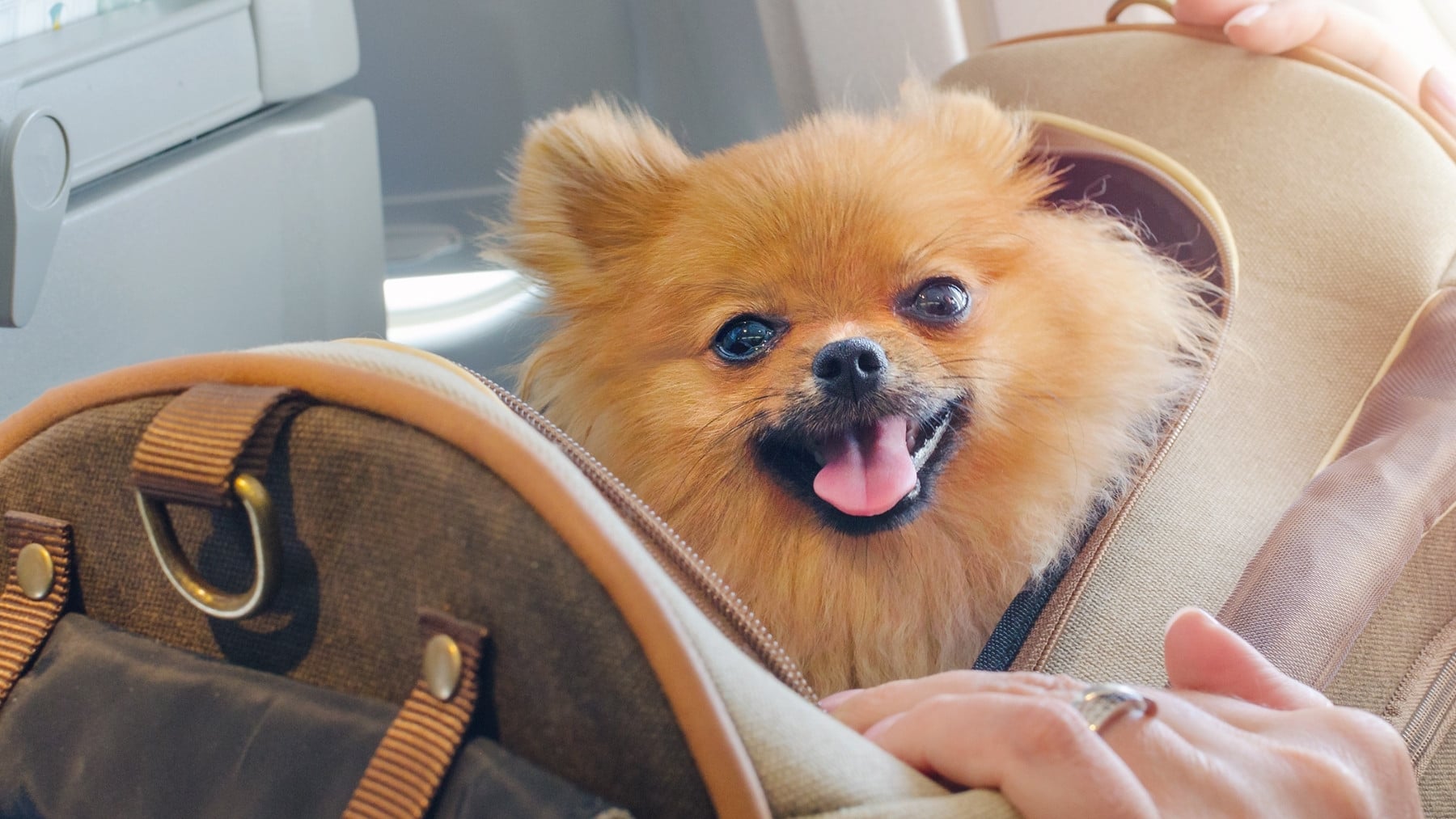 La UE lo confirma: te pueden multar desde ya por viajar a estos países con tu mascota