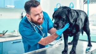 El perro tiene gases