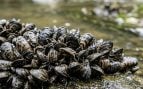 mejillones invasores, mejillones, moluscos, animales