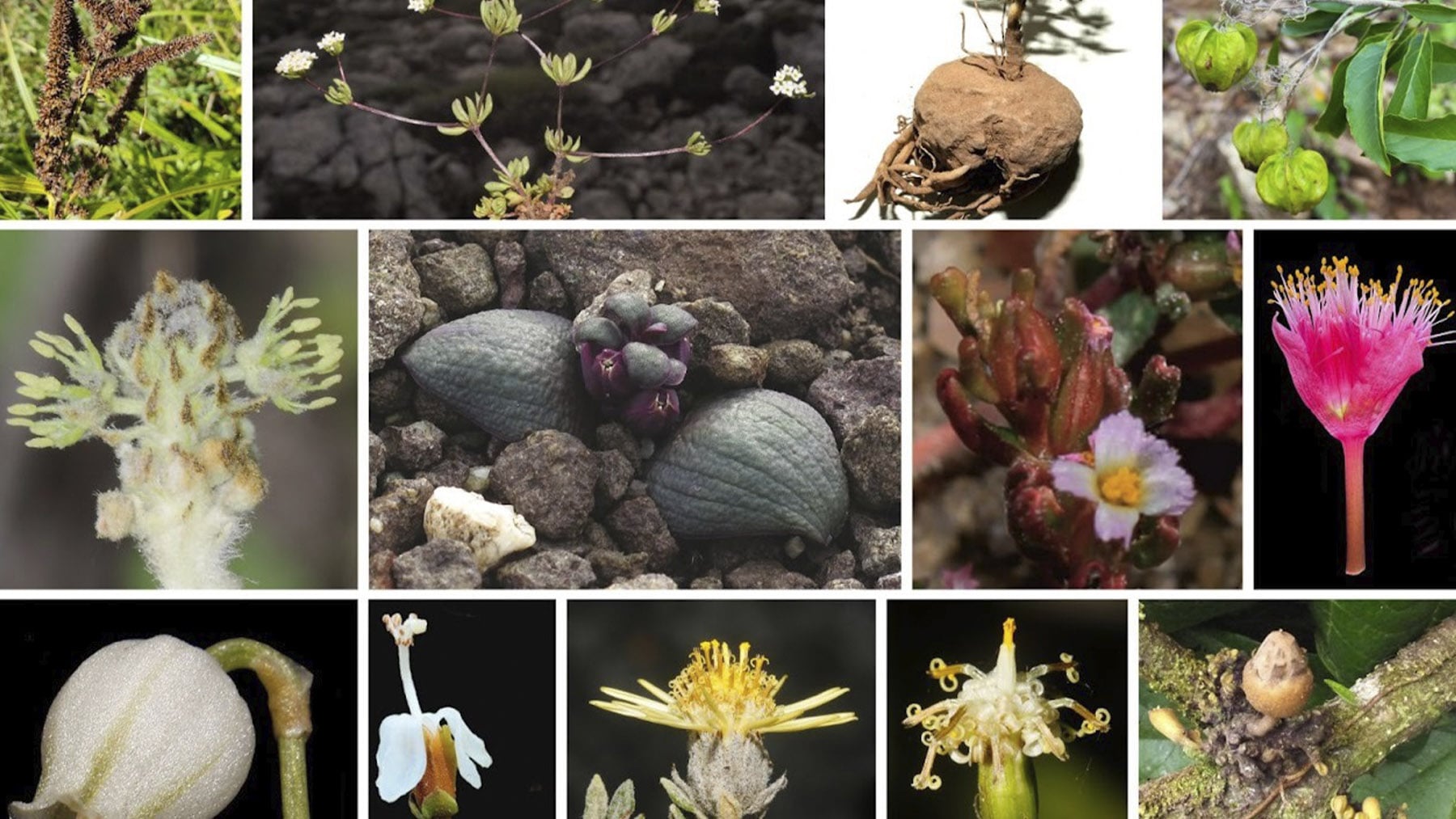 La botánica española sigue viento en popa: celebra la descripción de 80 nuevas especies en 2 años
