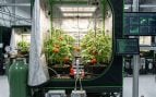 Tomates cultivados por inteligencia artificial. (Representación)