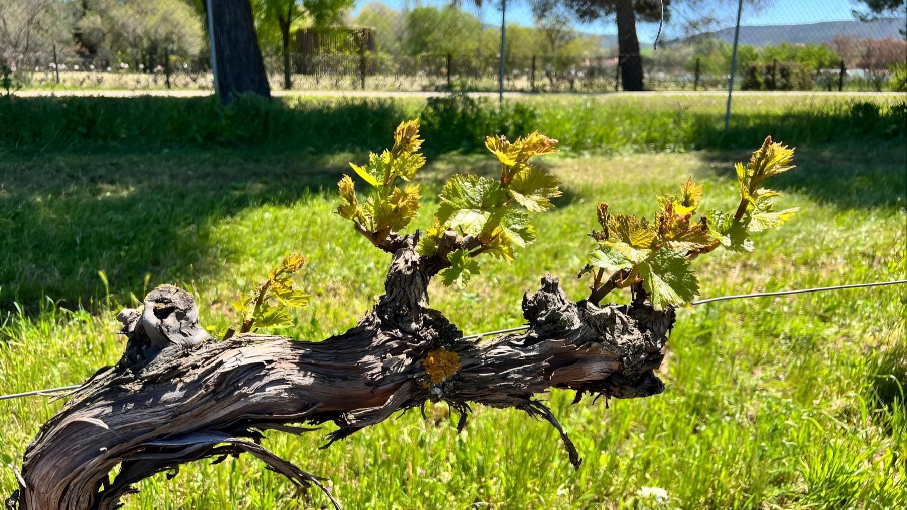 Vid centenaria en la Comunidad de Madrid. (Foto: Comunidad de Madrid).