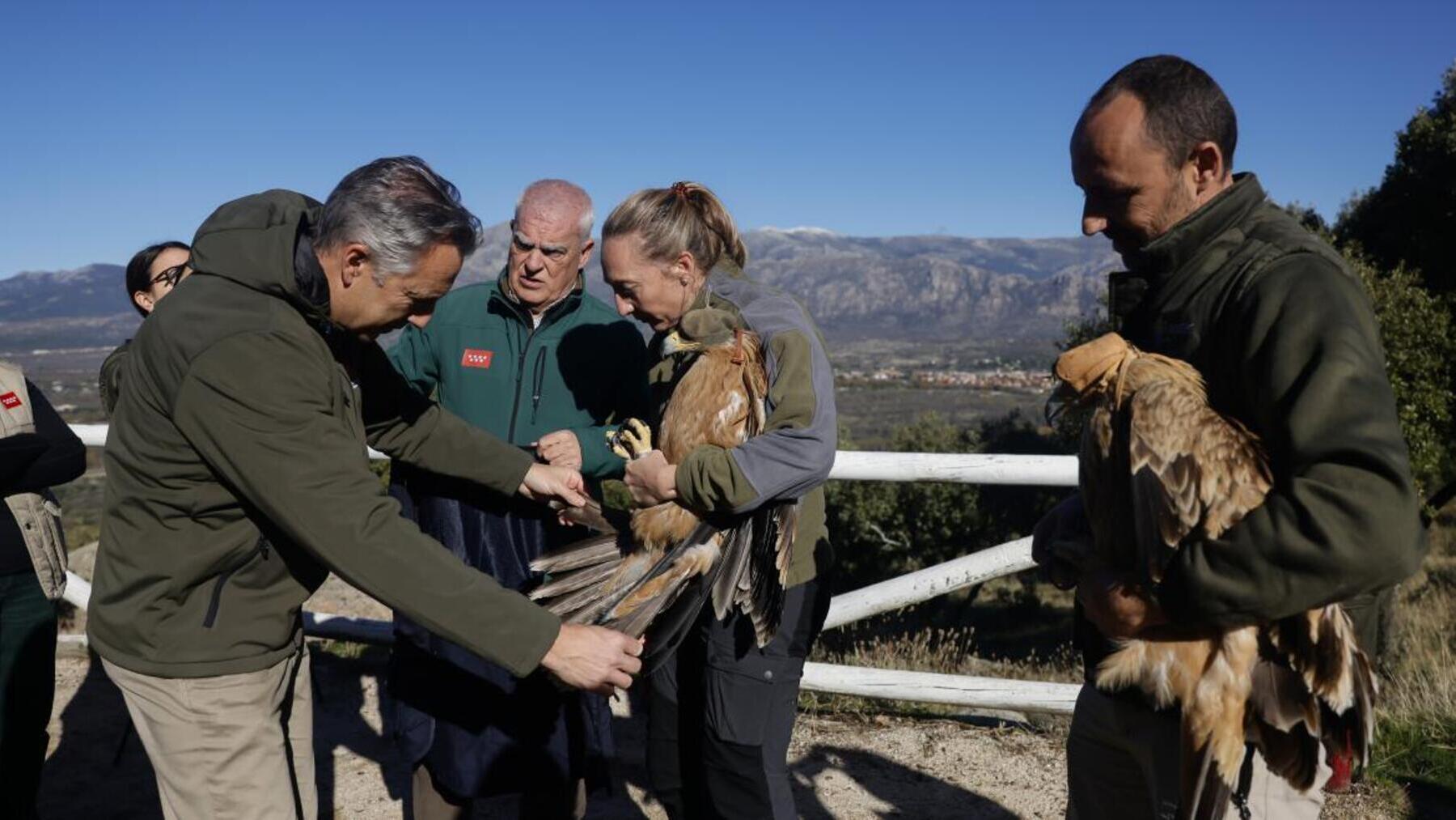 La zoología española brinda por un nuevo hito: Madrid aumenta un 18% su población de águilas imperiales en 2025