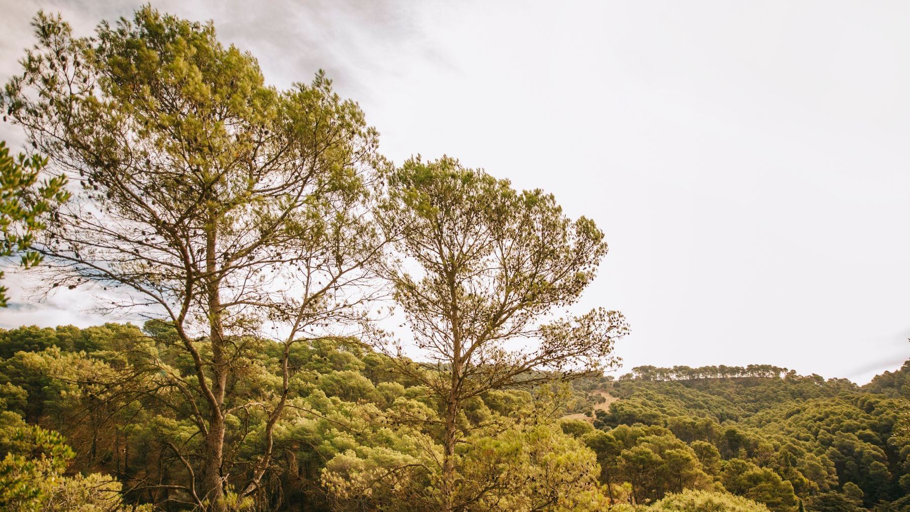 Alerta crítica de los botánicos: descubren un árbol desconocido en Panamá, pero solo quedan 5 ejemplares vivos