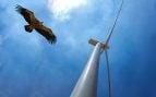 Los aerogeneradores pueden suponer un peligro vital para multitud de especies de aves.