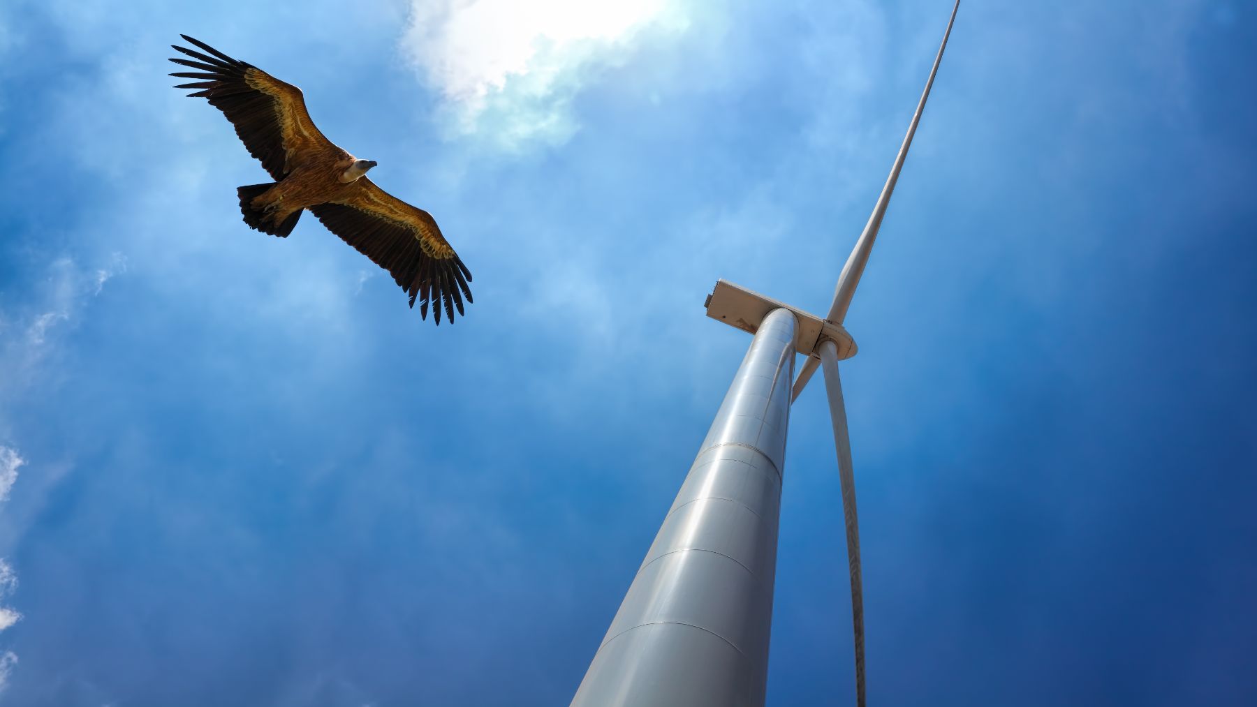 Los aerogeneradores pueden suponer un peligro vital para multitud de especies de aves.