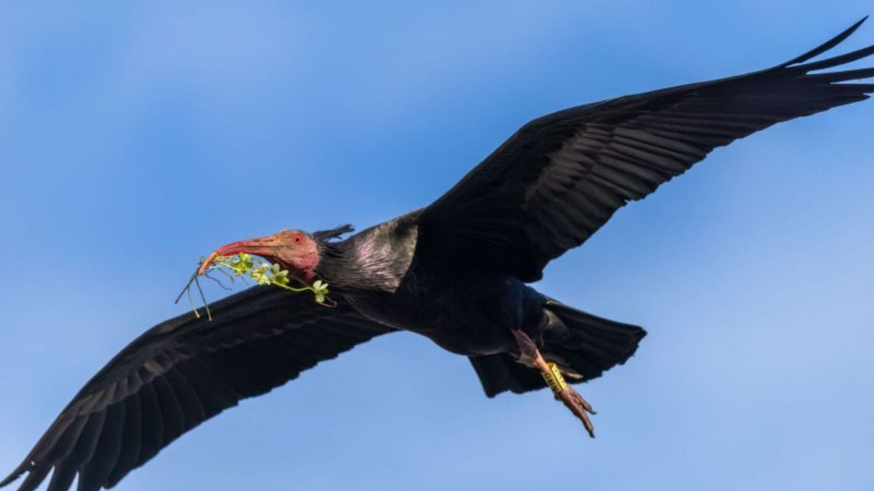 Furor en la zoología española: Cataluña reintroduce un ave en peligro de extinción tras más de 400 años sin ejemplares