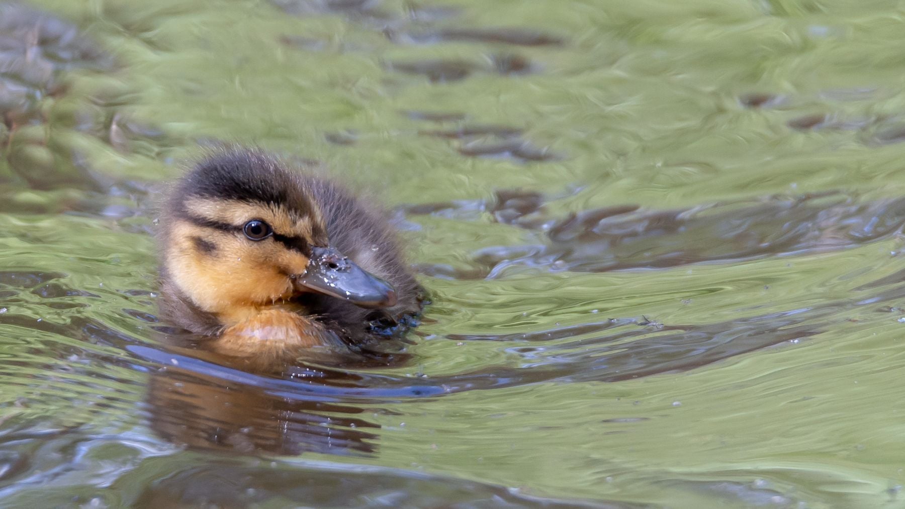Los zoólogos no se lo creen: descubren que el pelo de los ornitorrincos tiene este rasgo común con el de las aves