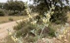 Garbancillo de Tierra de Barros, planta, flora, Extremadura