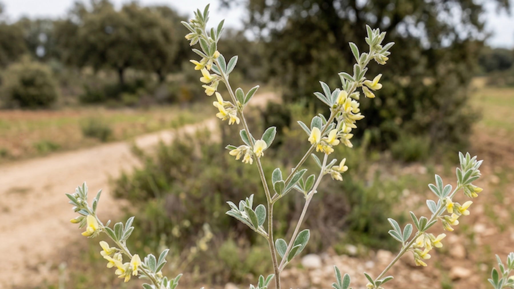 Te lo encuentras paseando por el campo pero es una de las 7 especies de flora extremeñas en peligro de extinción