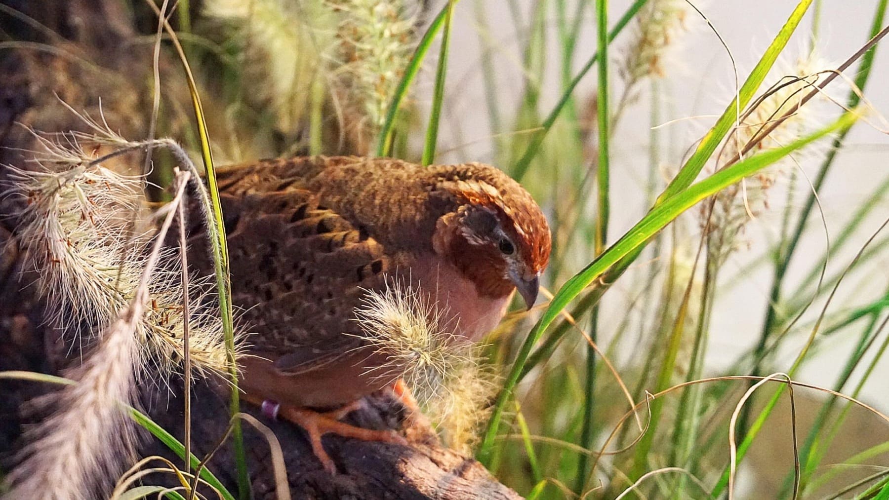 Los científicos frenan la euforia: la tasa de supervivencia de la codorniz en España no es tan alta como se creía
