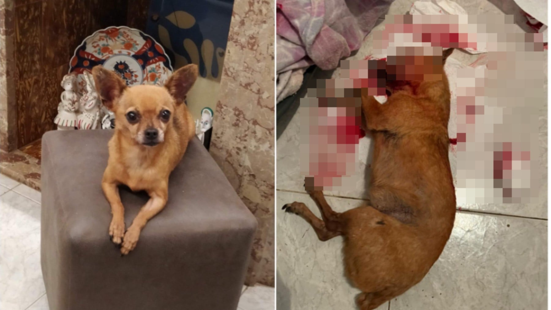 Imagen de Lilí en vida y, de la perrita tras sufrir, supuestamente, una brutal agresión.