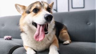 El perro olfatea la entrepierna