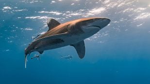 Encuentran drogas en los tiburones de las Bahamas, restos de cocaína en el organismo del tiburón, drogas en tiburones de las bahamas, por qué hay cafeína dentro del tiburón.