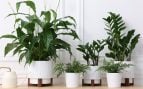 Las plantas de interior