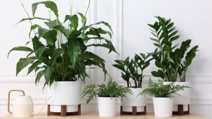 Las plantas de interior