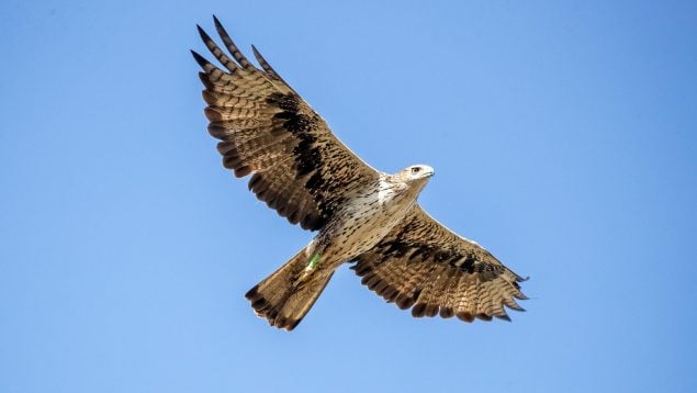Águila de Bonelli