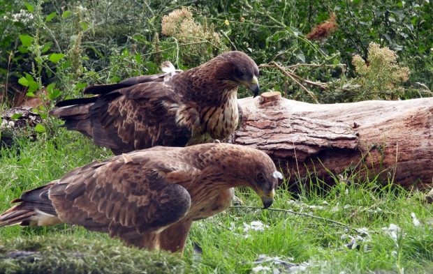 Hito para el águila de Bonelli en Aragón: la hembra Buera incuba por primera vez en Guara