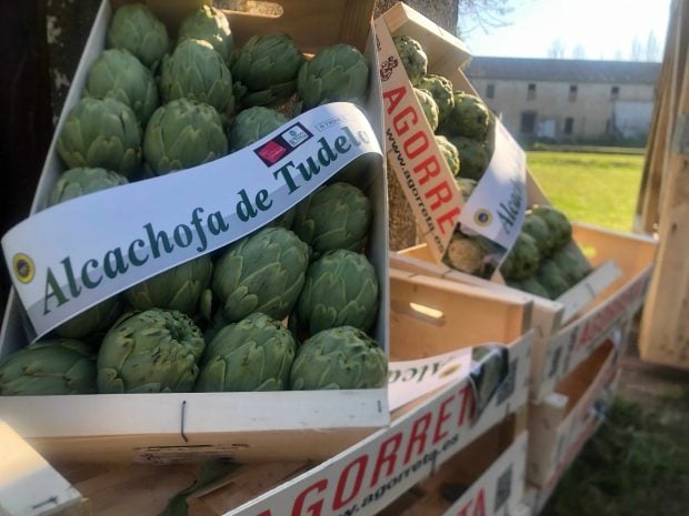 Alcachofa de Tudela