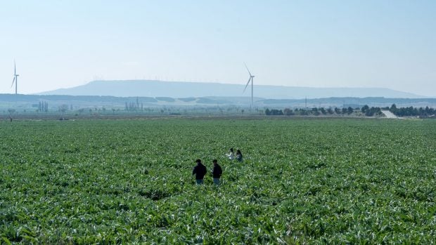 campo alcachofa eolica