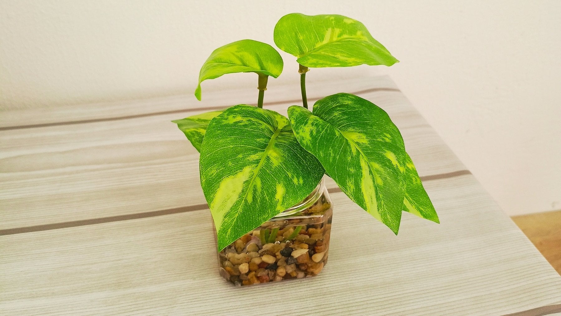 Álvaro Pedrera, experto en plantas: «Si tienes un poto que está creciendo, no dejes que los tallos cuelguen...»