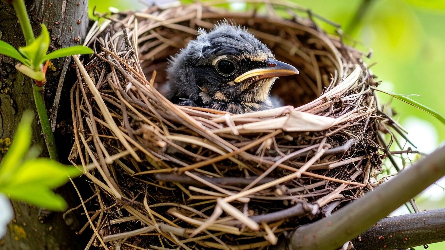 Los ecologistas no dan crédito: los pájaros están reciclando colillas de cigarros para hacer sus nidos
