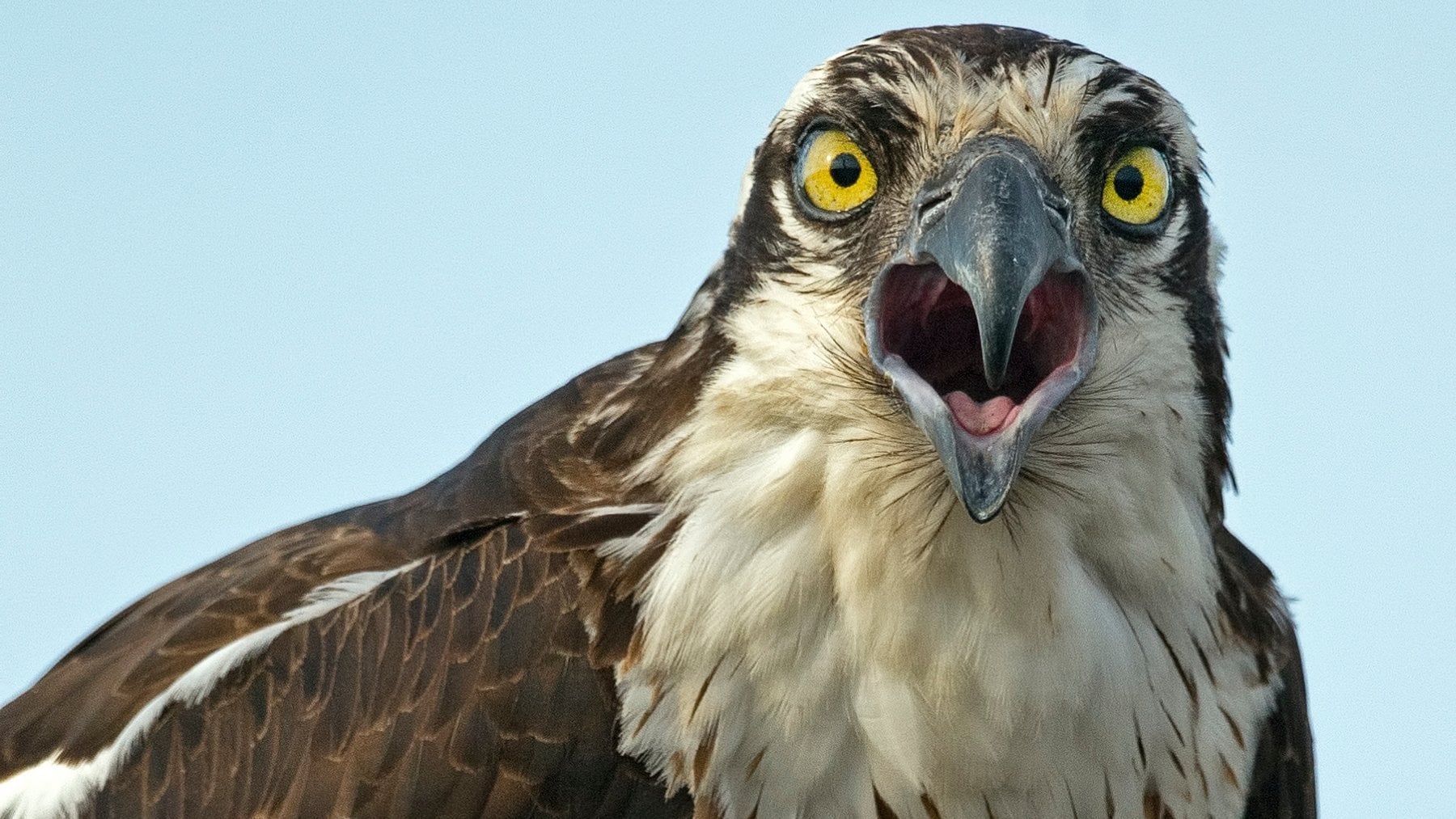 Estupefacción en la zoología: histórico nacimiento de una cría de especie en peligro de extinción tras un siglo