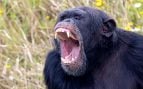 guerra chimpancés