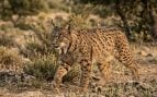 lince ibérico, animales, especie, Extremadura