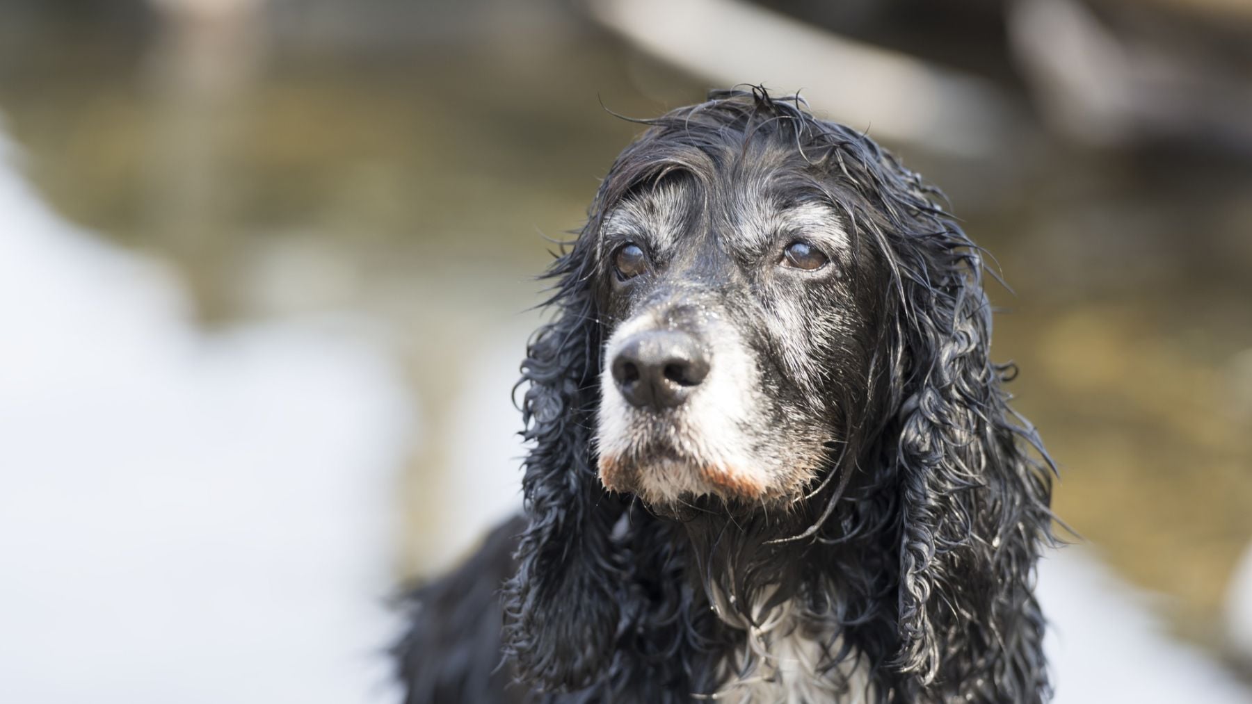 El ADN confirma que el perro más antiguo de Europa tiene 14.200 años (y se ha encontrado en un yacimiento español)