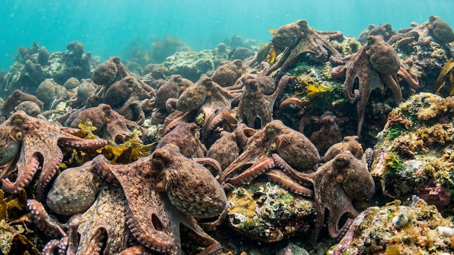 Los pescadores gallegos, en vilo: el Reino Unido comienza a exportar pulpos y las consecuencias son imprevisibles