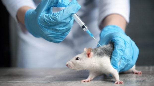&iquest;Cu&aacute;nto sufren las ratas de laboratorio? El bienestar animal se abre paso en la industria farmac&eacute;utica