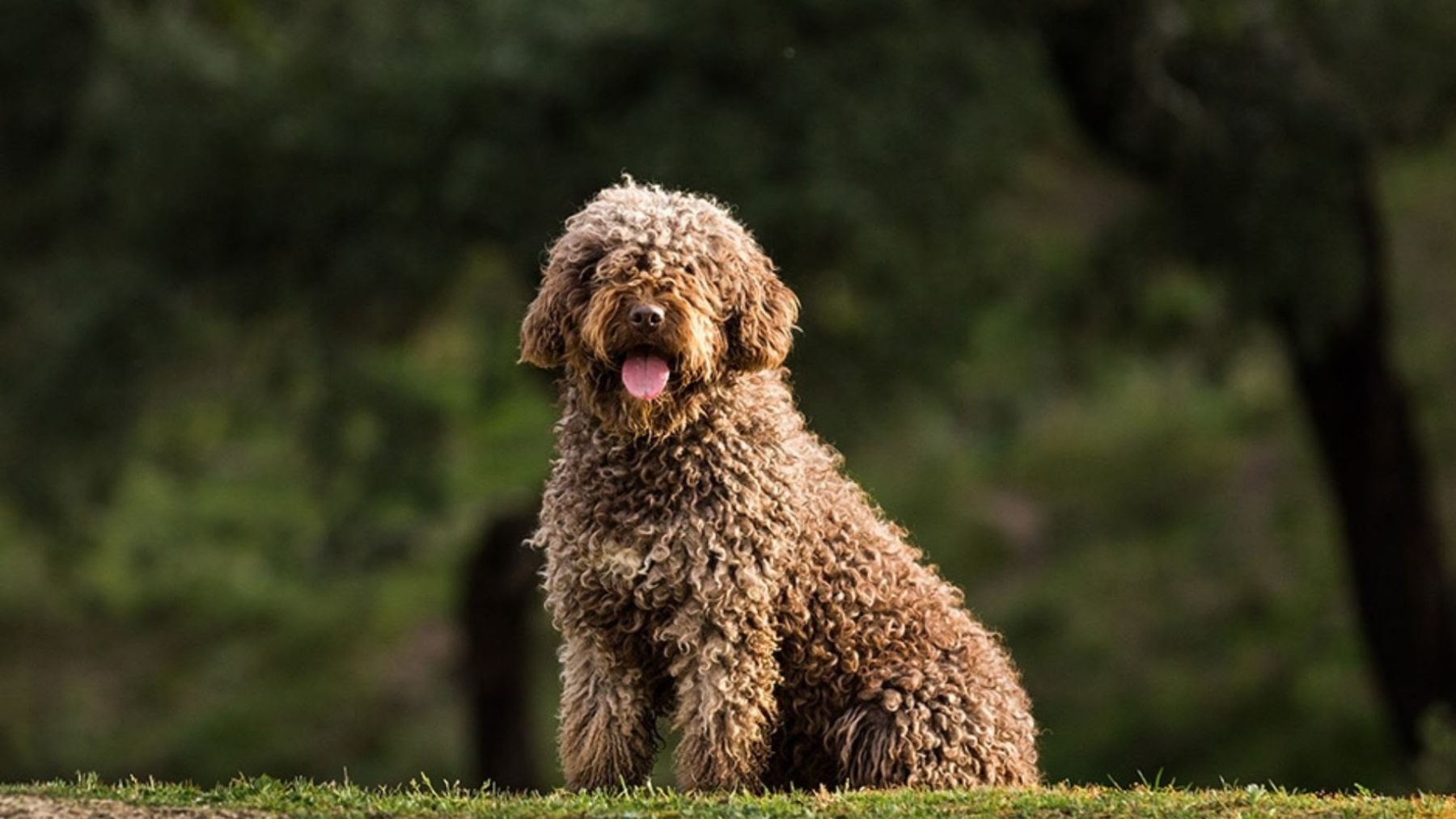 Perro de agua español.
