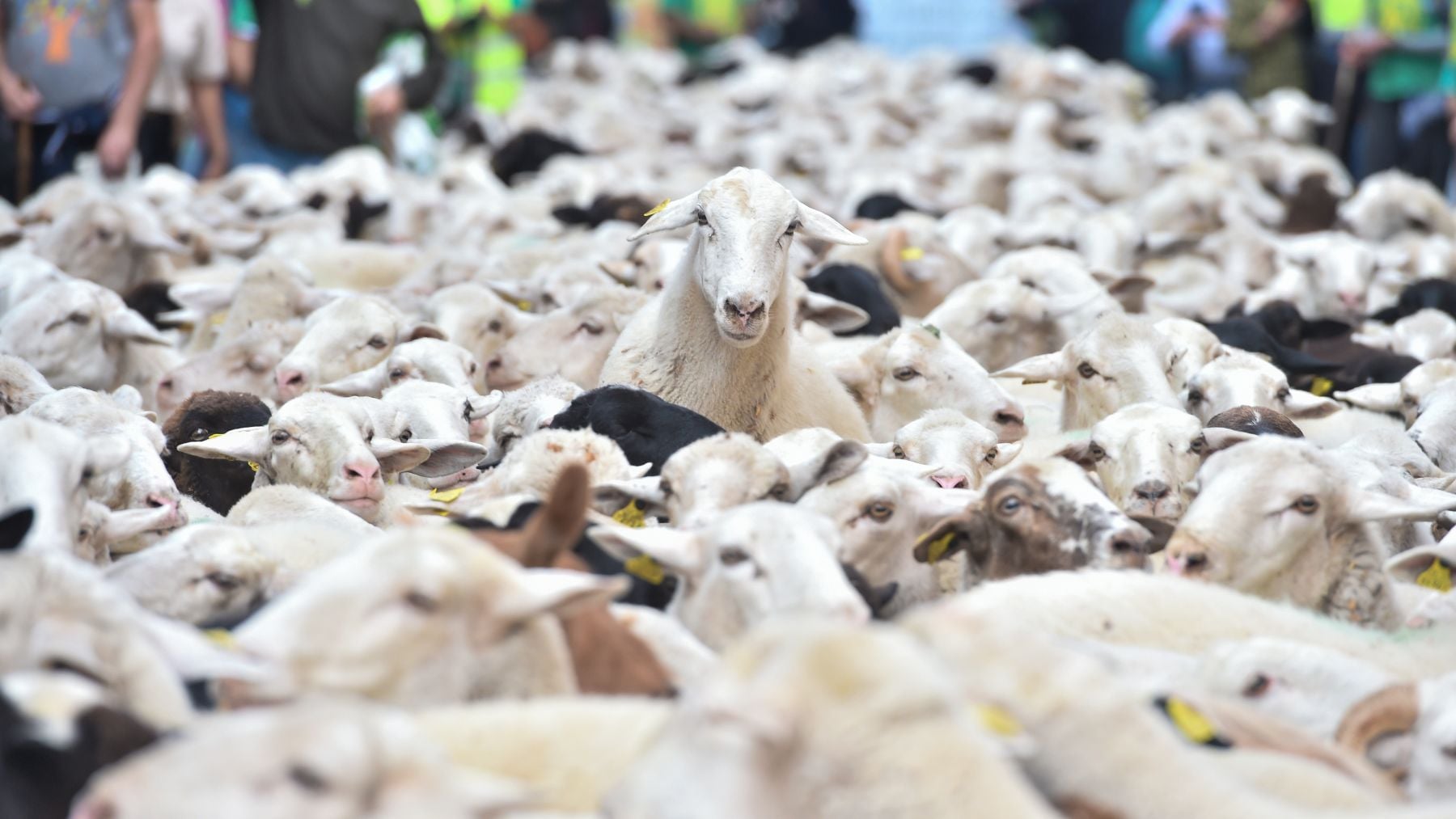 Rebaños de ovejas atraviesan el centro de Madrid durante la 32ª edición de la Fiesta del Pastor y de la Trashumancia,el pasado mes de octubre de 2025. (Foto: Europa Press / Gustavo Valiente).
