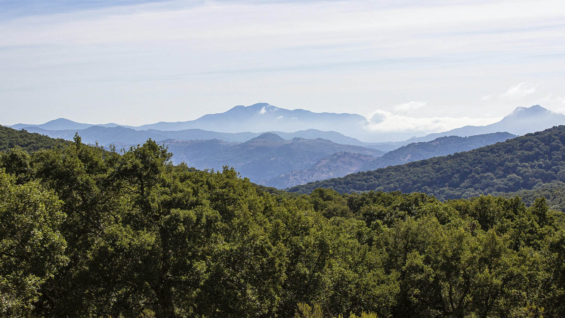 No hay que echar las campanas al vuelo, pero 2025 ha batido el récord histórico de nivel de vegetación en la Tierra