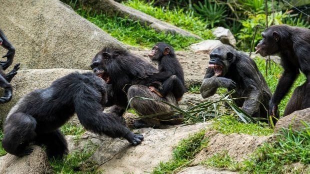 violencia chimpancés