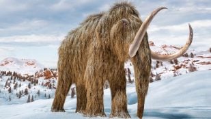 Mamuts y dinosaurios